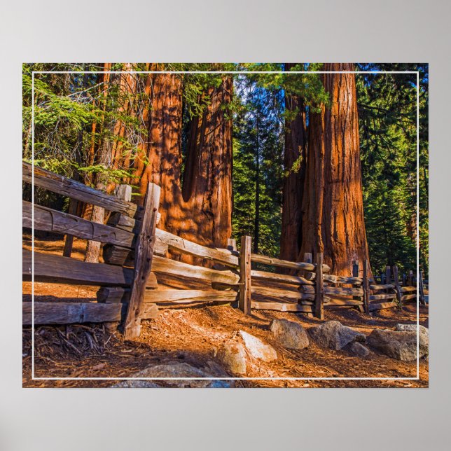 Poster-Redwoods Poster (Front)