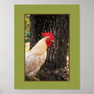 Poster-Rhode Island White Rooster Poster