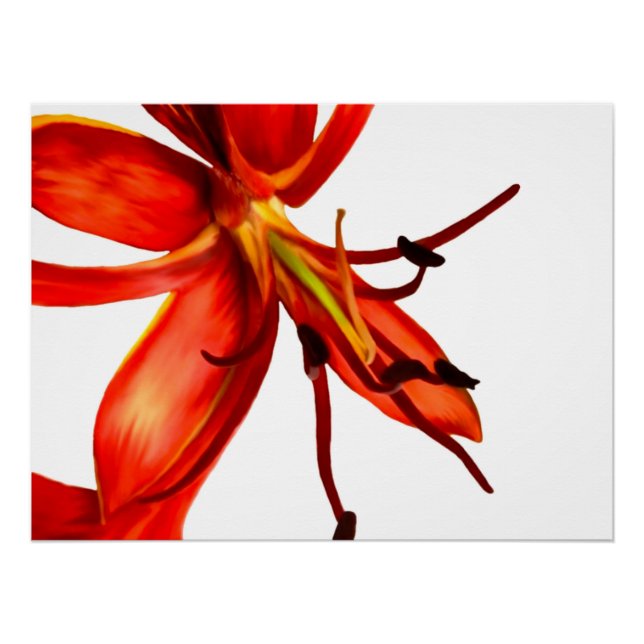 Poster Royal Poinciana (Front)