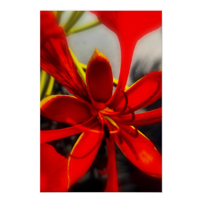 Poster Royal Poinciana (Front)