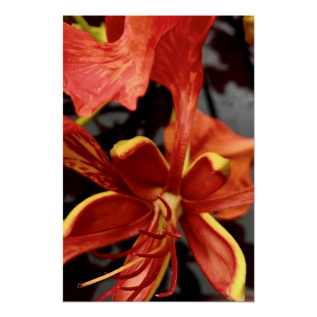 Poster Royal Poinciana (Front)