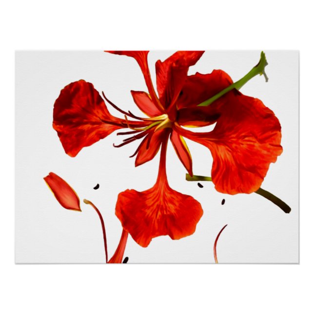 Poster Royal Poinciana (Front)