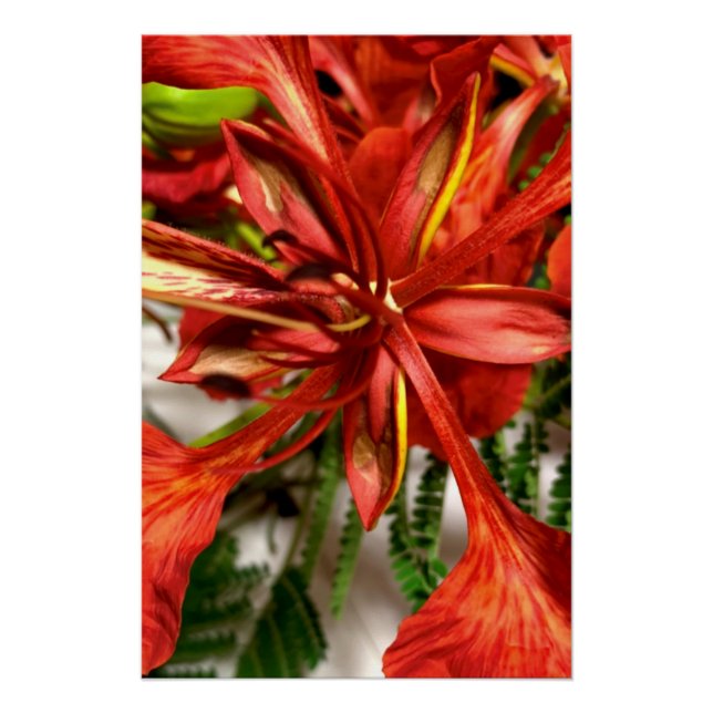 Poster Royal Poinciana  (Front)