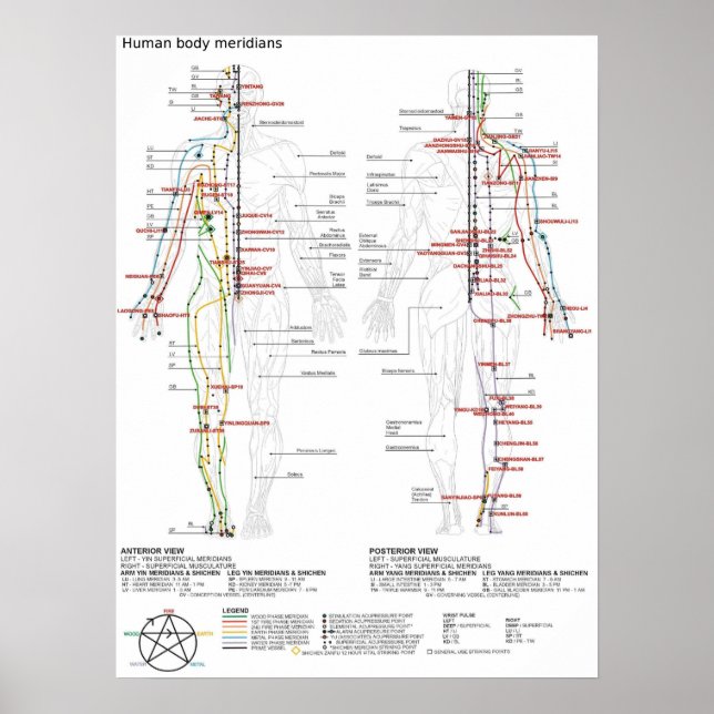 Poster Schematic Chinese Human Body Meridians  (Front)