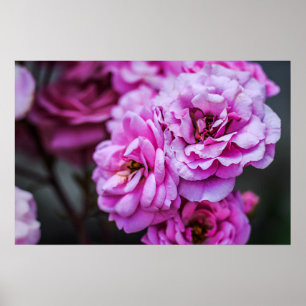 Poster Soft Pink Roses 