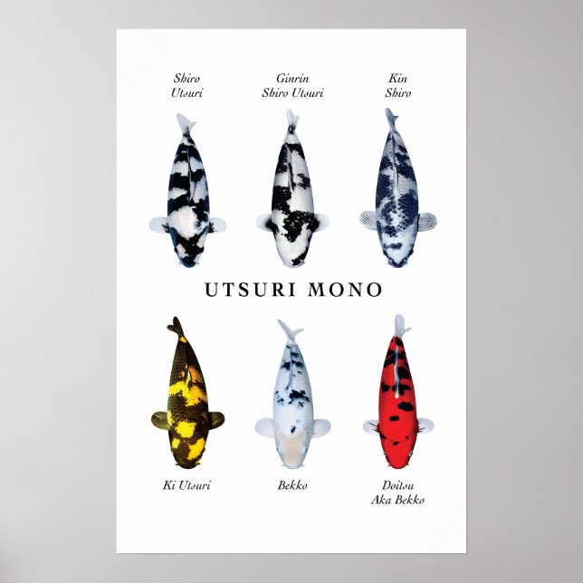 Poster species of Japanese koi fish: Utsurimono (Front)
