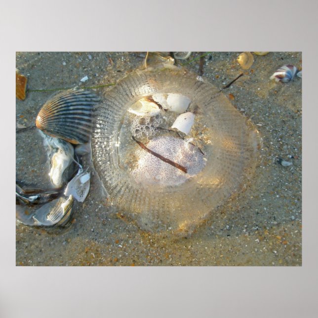 Poster Stranded Jellyfish and Shells (Front)