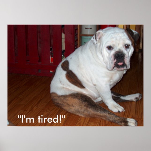 Poster - "Sullivan", the English Bulldog (Front)