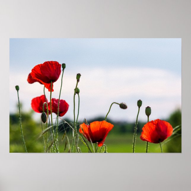 Poster - Sun Backlit Wild Poppies (Front)