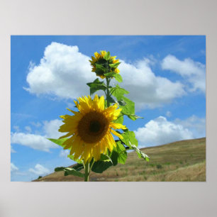 Poster - sunflower -horiz.