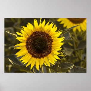 Poster Sunflower In Field Photograph
