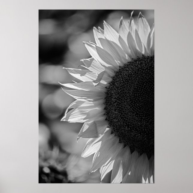 Poster Sunflower In The Field BW (Front)