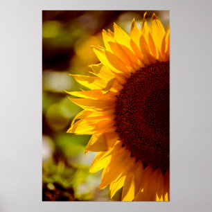 Poster Sunflower In The Field Photography