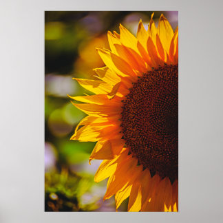 Poster Sunflower In The Field Photography