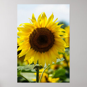 Poster - Sunflower Isolated