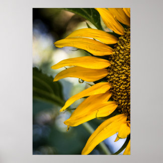 Poster Sunflower Rain With Drops Photography
