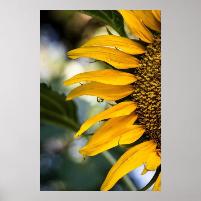 Poster Sunflower With Rain Drops Photo (Front)
