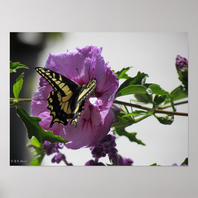 Poster - Swallowtail Butterfly (Front)
