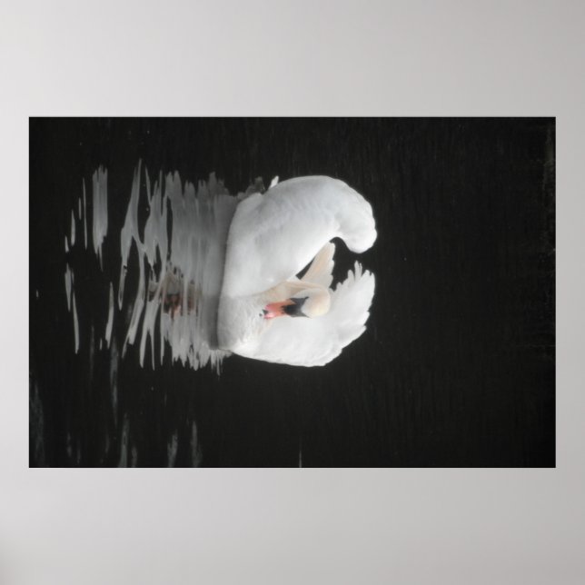 Poster Swan Swimming (Front)