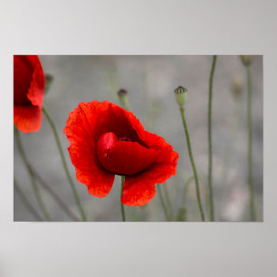 Poster The Red Poppy