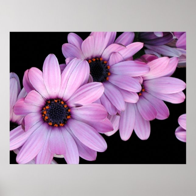 Poster, Three Purple Daisies Poster (Front)