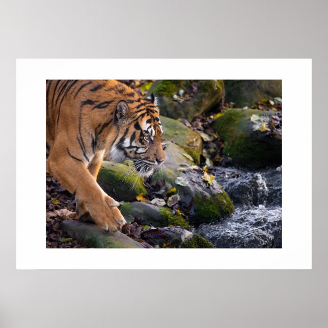 Poster Tiger (Front)