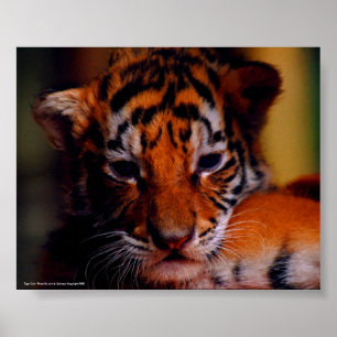 Poster Tiger Cub - Photo By John A. Sylveste...