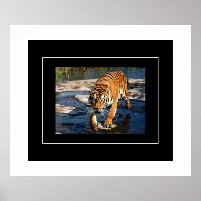 Poster-Tiger Poster (Front)