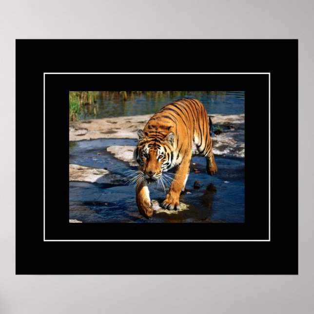 Poster-Tiger Poster (Front)