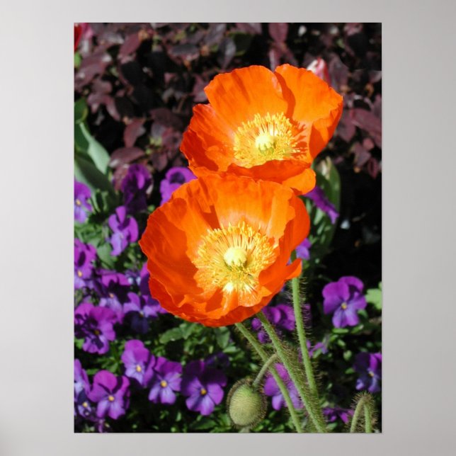 Poster, Two Orange Iceland Poppies Poster (Front)
