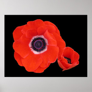 Poster, Two Perfect Red Poppies. Poster