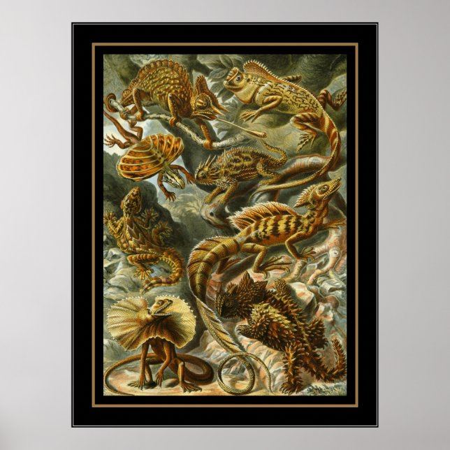 Poster Vintage Artist Ernst Haeckel Lacertilia (Front)