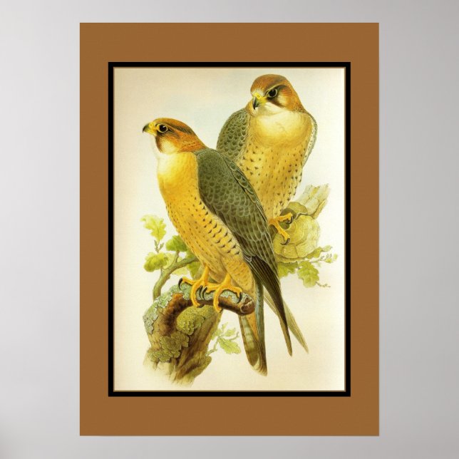 Poster Vintage Peregrine Falcon Birds (Front)