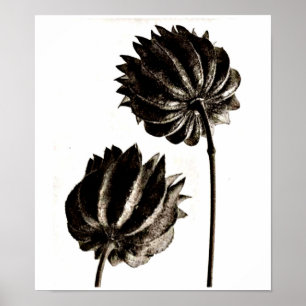 Poster-Vintage Photography-Karl Blossfeldt 38 Poster