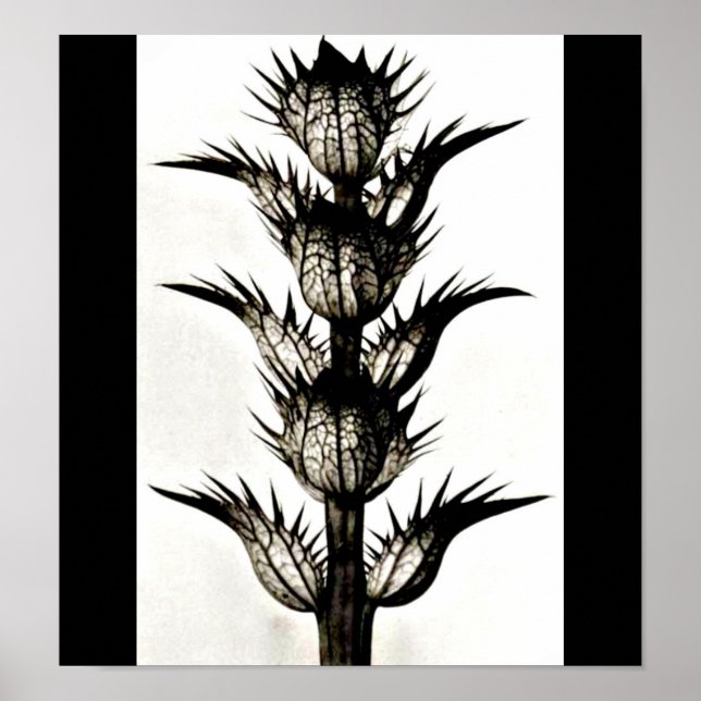 Poster-Vintage Photography-Karl Blossfeldt 39 Poster (Front)