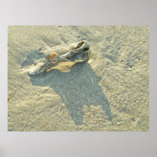 Poster Wave-Washed Shell