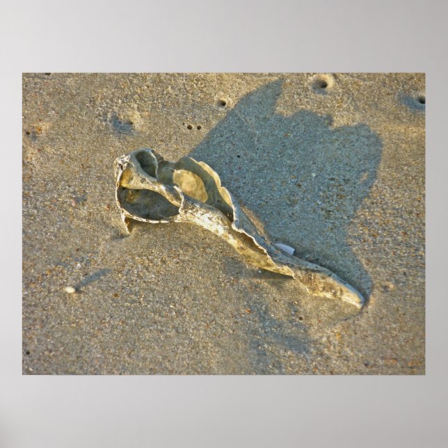 Poster Wave-Washed Shell (Front)