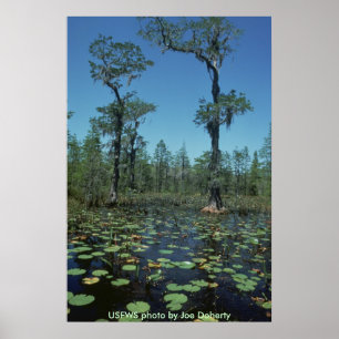 Poster / Wetlands, Okefenokee NWR