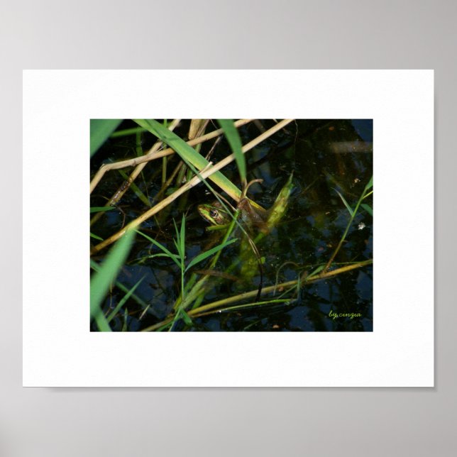 Poster (white border): Mimetic frog (Front)