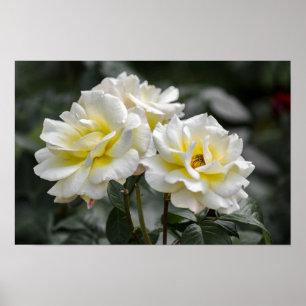 Poster White Rose Photography