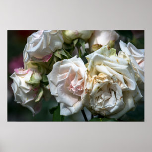 Poster White Roses In Bloom Photography