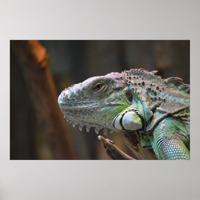 Poster with head of colourful Iguana lizard (Front)