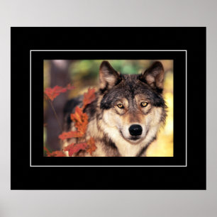 Poster-Wolf Poster