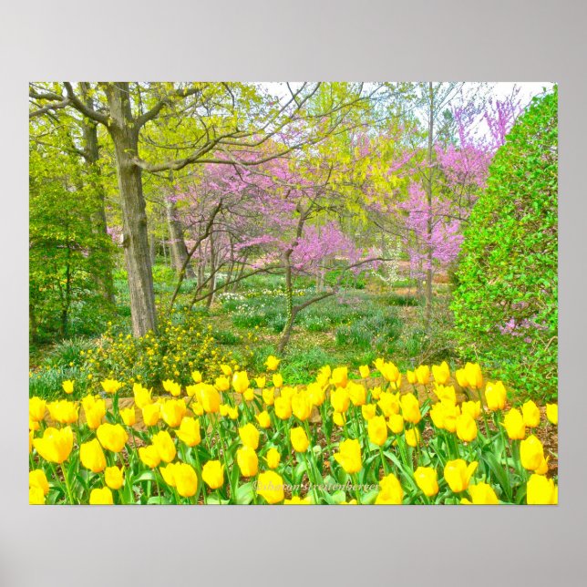 Poster, Yellow Tulips and Redbud Trees Poster (Front)