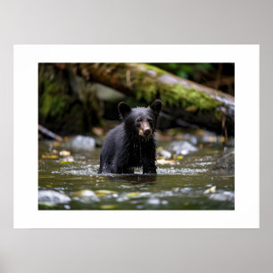 Poster Yellowstone Bear Cub