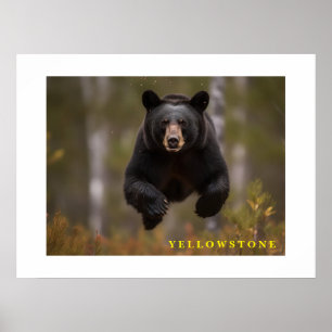 Poster Yellowstone Black Bear