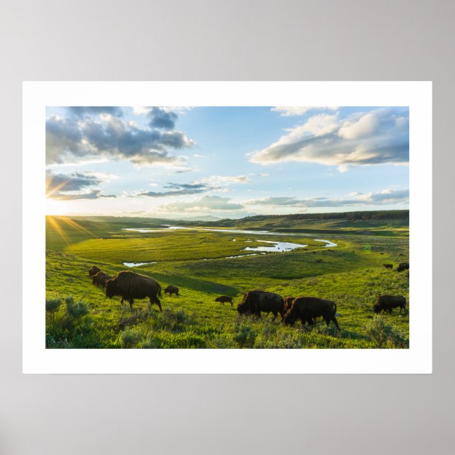 Poster Yellowstone Buffalo (Front)