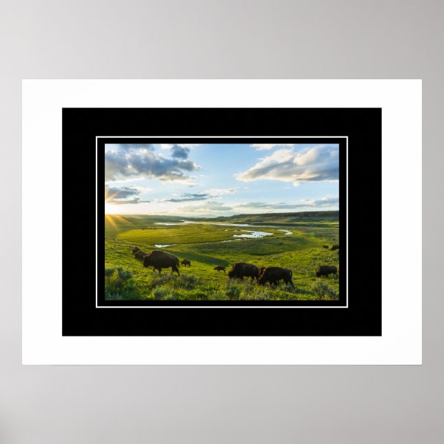 Poster Yellowstone Buffalo (Front)