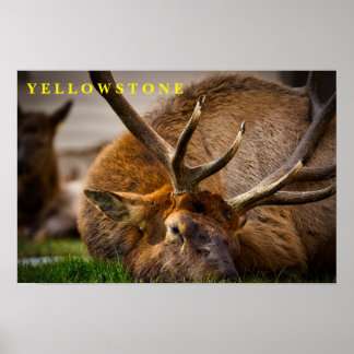 Poster Yellowstone Elk