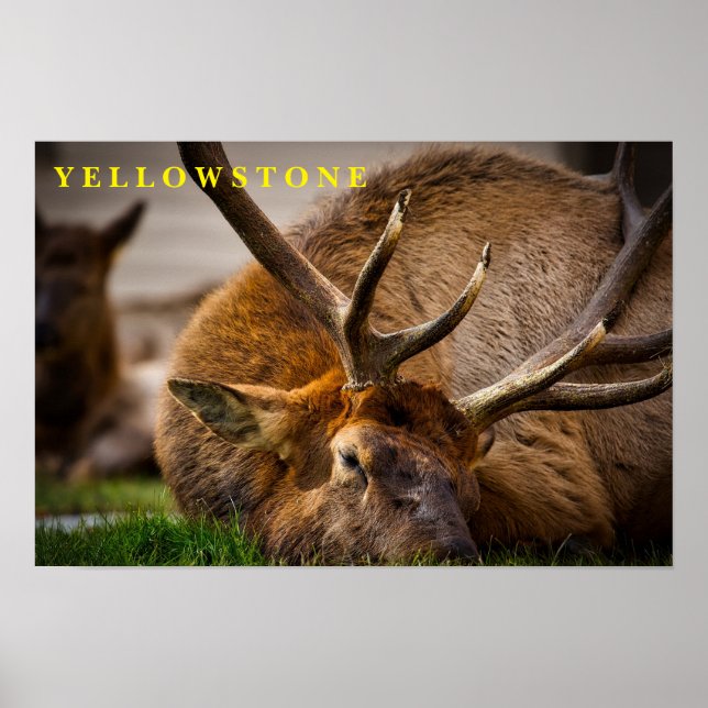 Poster Yellowstone Elk (Front)